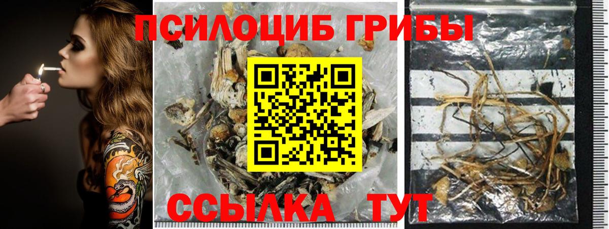 Галлюциногенные грибы Psilocybe Амурск